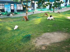 -西霞口神雕山野生动物世界