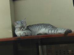 -猫咪博物馆(顶澳仔猫街店)