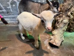 -Zoolung Zoolung动物主题公园(海信广场店)