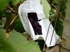 -马陆小张葡萄园农家乐