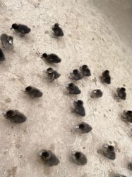 -萌宠亲子动物乐园(槐房万达店)