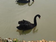 -荷兰花海