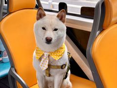 -帕帕拉兹宠物(亚洲旗舰店)