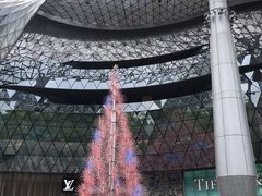 -爱雍·乌节
