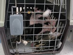 -纳吉亚猫专科动物诊疗中心(蒋宅口分院)