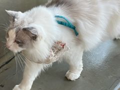 -共舞时光猫咖·狗咖(新街口店)