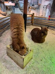 -Zoolung Zoolung动物主题公园(海信广场店)