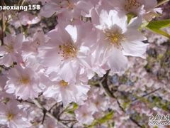 -西安青龙寺遗址景区