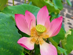 -莲花池公园
