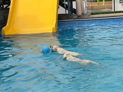 -爪吧宠物乐园 (温榆河示范区店)