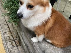 -小梁哥云吞面(黄贝岭店)
