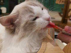-飞行喵MR PILOT|猫舍·猫咖(静安大融城店)