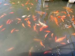 -西湖外事游船(花港观鱼码头)