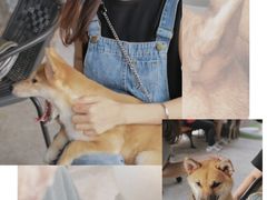 -柴犬高等学院·狗咖·柴犬售卖·宠物训练