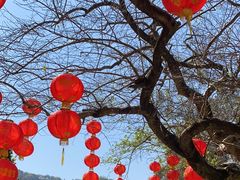 -深圳仙湖植物园