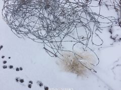 -丝绸之路山地度假区滑雪场