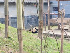 -中国大熊猫保护研究中心雅安碧峰峡基地