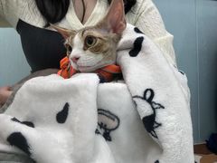 -纳吉亚猫专科动物诊疗中心(蒋宅口分院)