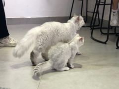 -Heymao猫咖.咖啡厅(东门店)
