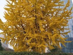 -四川大学华西医院-地下停车场