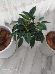 -HEYAN荷妍专业脱毛连锁机构