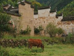 -杨家堂村