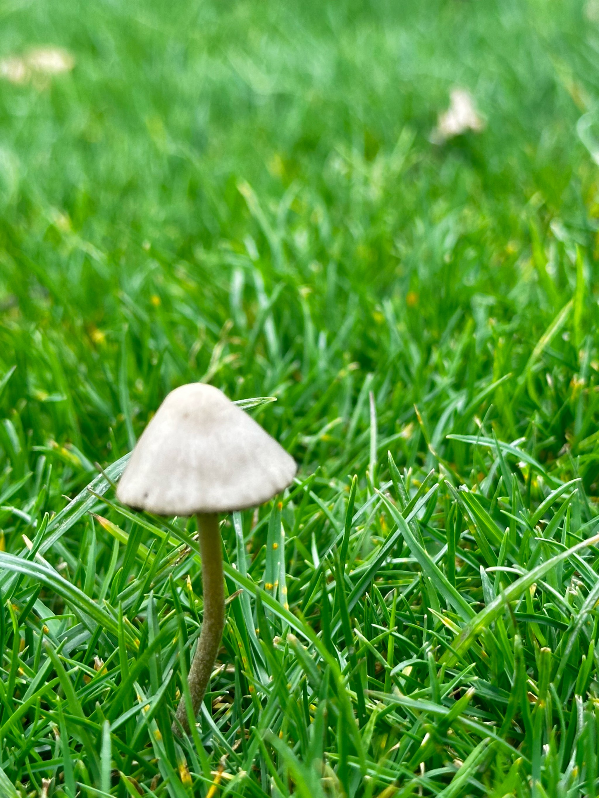 雨后草地上白色的蘑菇图片