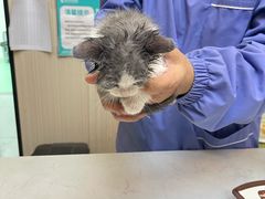 -瑞派宠物医院(搏威敦和院)