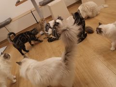 -有喵·猫咖·狗咖·30几只猫10只小狗(岗厦店)