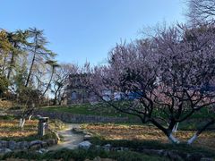 -南京古林公园