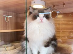 -喵百万·布偶·蓝金金渐层英短·猫舍(百子湾店)