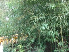 android_upload_pic-景山公园