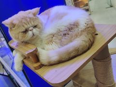 -喵园·猫主题咖啡厅·撸猫·猫咖(国贸店)