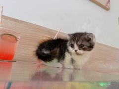 -有猫儿腻咖啡厅.猫咖