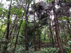 -铁山坪森林公园