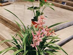-绿杨春·淮扬宴(庐山路店)