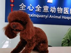 -全心全意连锁动物医院(加州店)