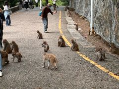 -帕帕拉兹宠物(亚洲旗舰店)