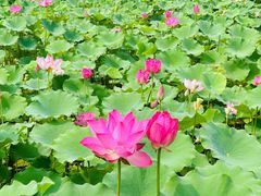-莲花池公园