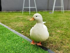 -南宁荔园维景国际酒店·荔园中餐厅