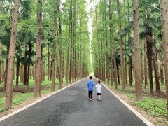 -东平国家森林公园