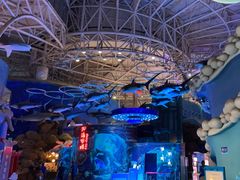 -烟台海昌鲸鲨海洋公园