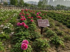 -曹州百花园