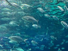-上海海洋水族馆