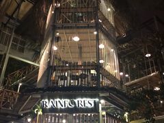 -Rainforest