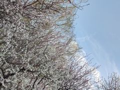 -桃花堤公园