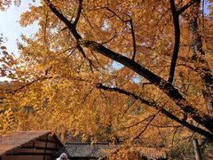 -千年银杏谷文化旅游区