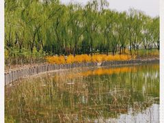 -大兴滨河森林公园