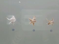 -青岛贝壳博物馆