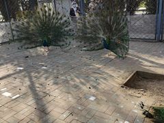 -长白岛森林公园